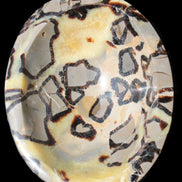 Septarian Dragon Stone bowl 189*148*60mm 2140g in sunlight - Rocks and Things Store