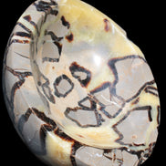 Septarian Dragon Stone bowl 189*148*60mm 2140g in sunlight - Rocks and Things Store