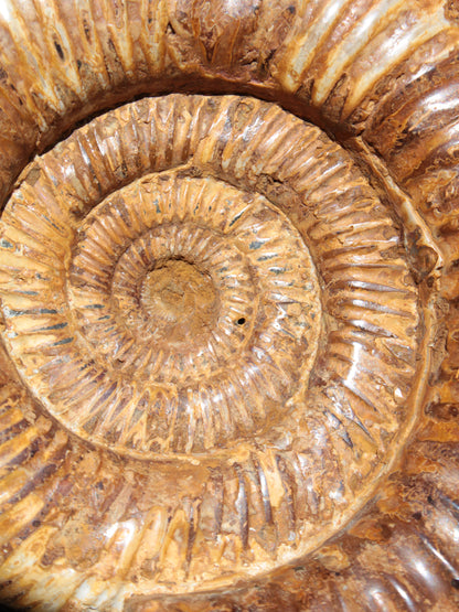 Large Ammonite fossil 169*146*65mm 1660g