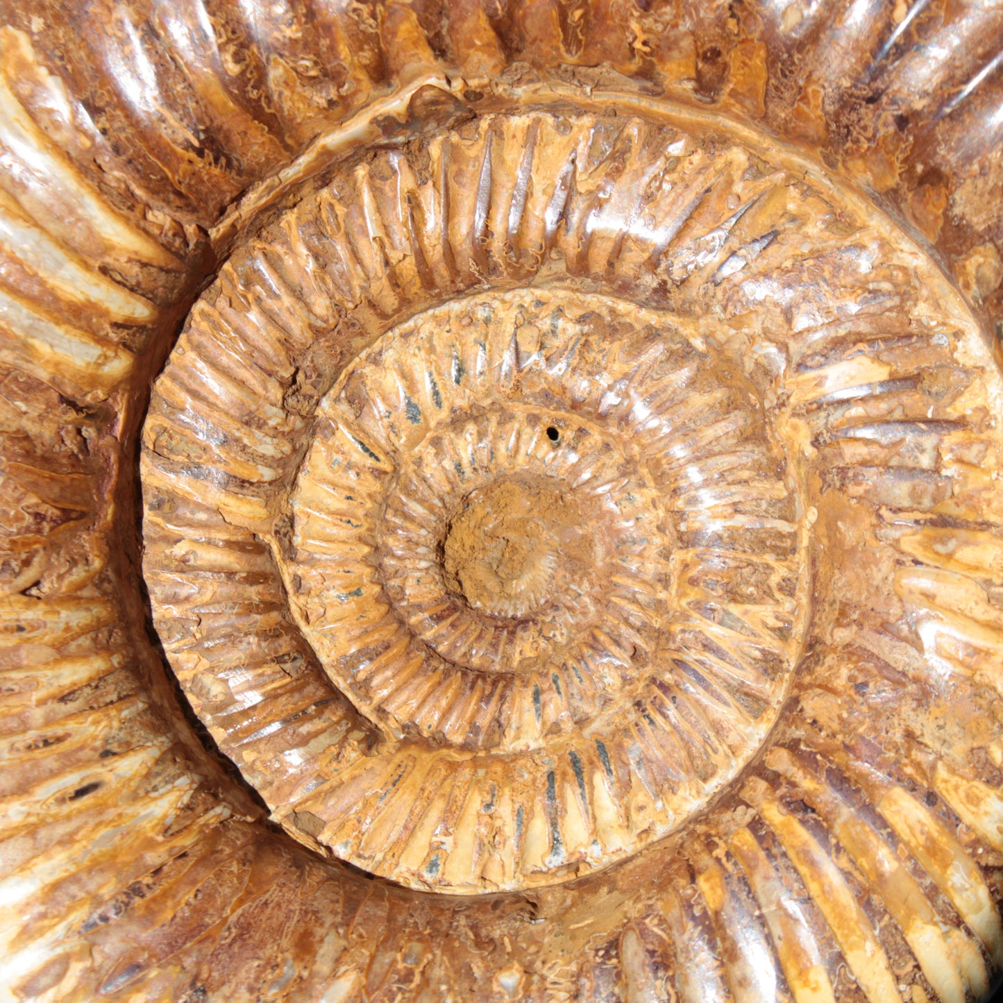 Large Ammonite fossil 169*146*65mm 1660g