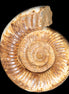 Large Ammonite fossil 169*146*65mm 1660g