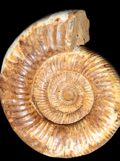 Large Ammonite fossil 169*146*65mm 1660g