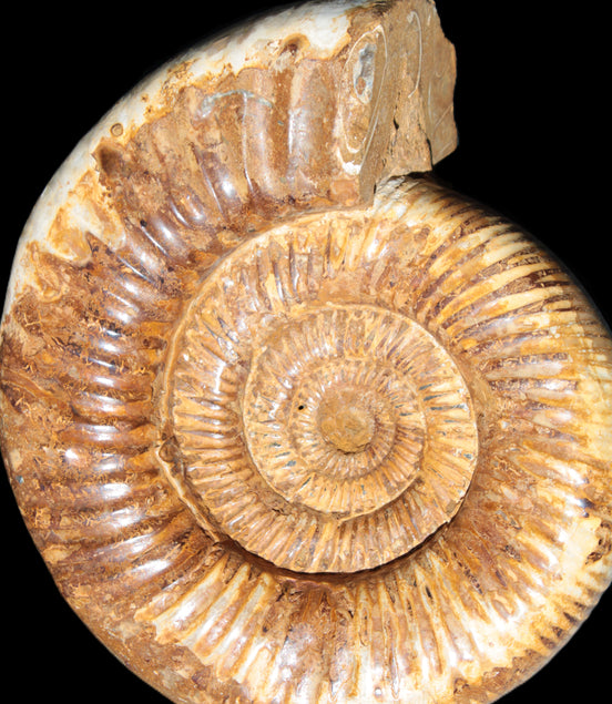 Large Ammonite fossil 169*146*65mm 1660g
