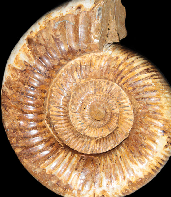 Large Ammonite fossil 169*146*65mm 1660g