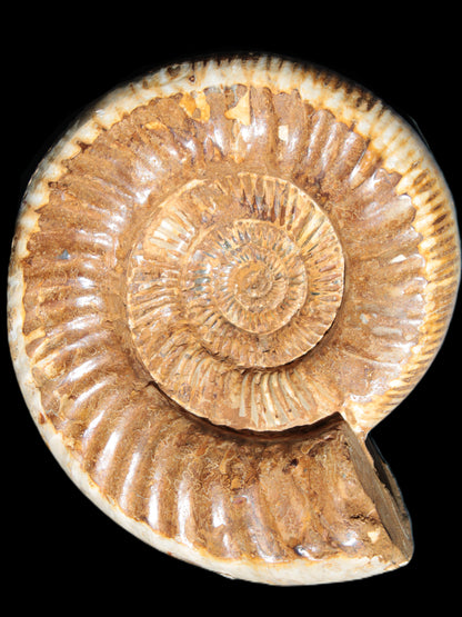 Large Ammonite fossil 169*146*65mm 1660g