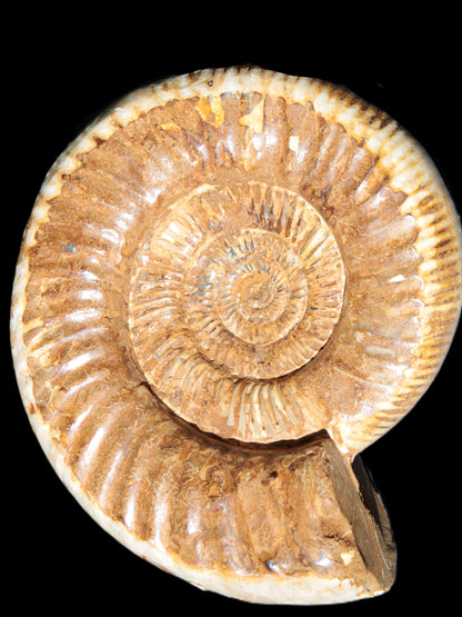 Large Ammonite fossil 169*146*65mm 1660g