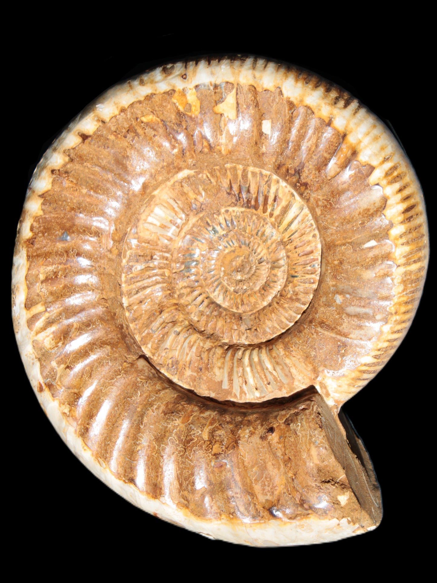 Large Ammonite fossil 169*146*65mm 1660g