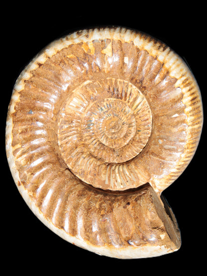 Large Ammonite fossil 169*146*65mm 1660g