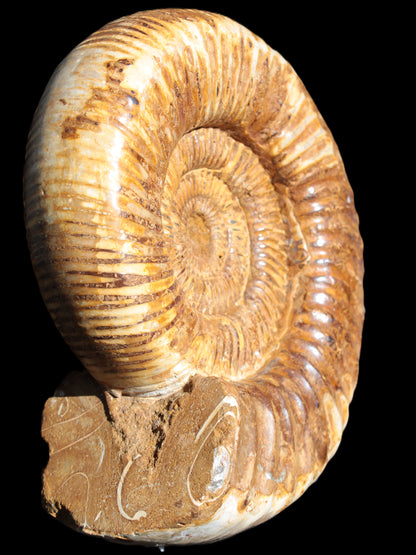 Large Ammonite fossil 169*146*65mm 1660g