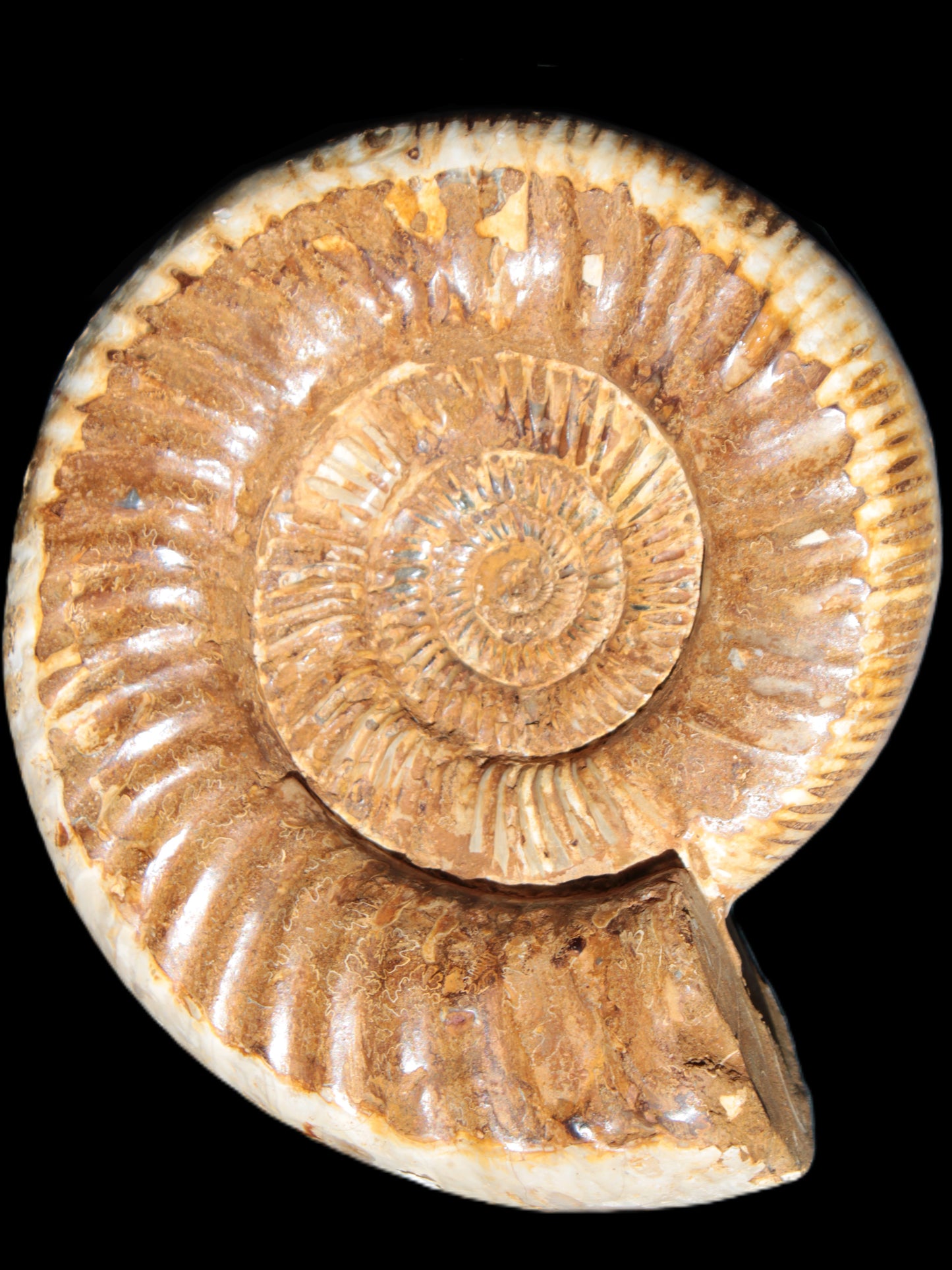 Large Ammonite fossil 169*146*65mm 1660g