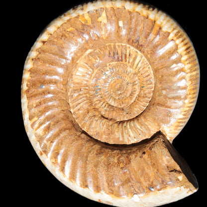 Large Ammonite fossil 169*146*65mm 1660g