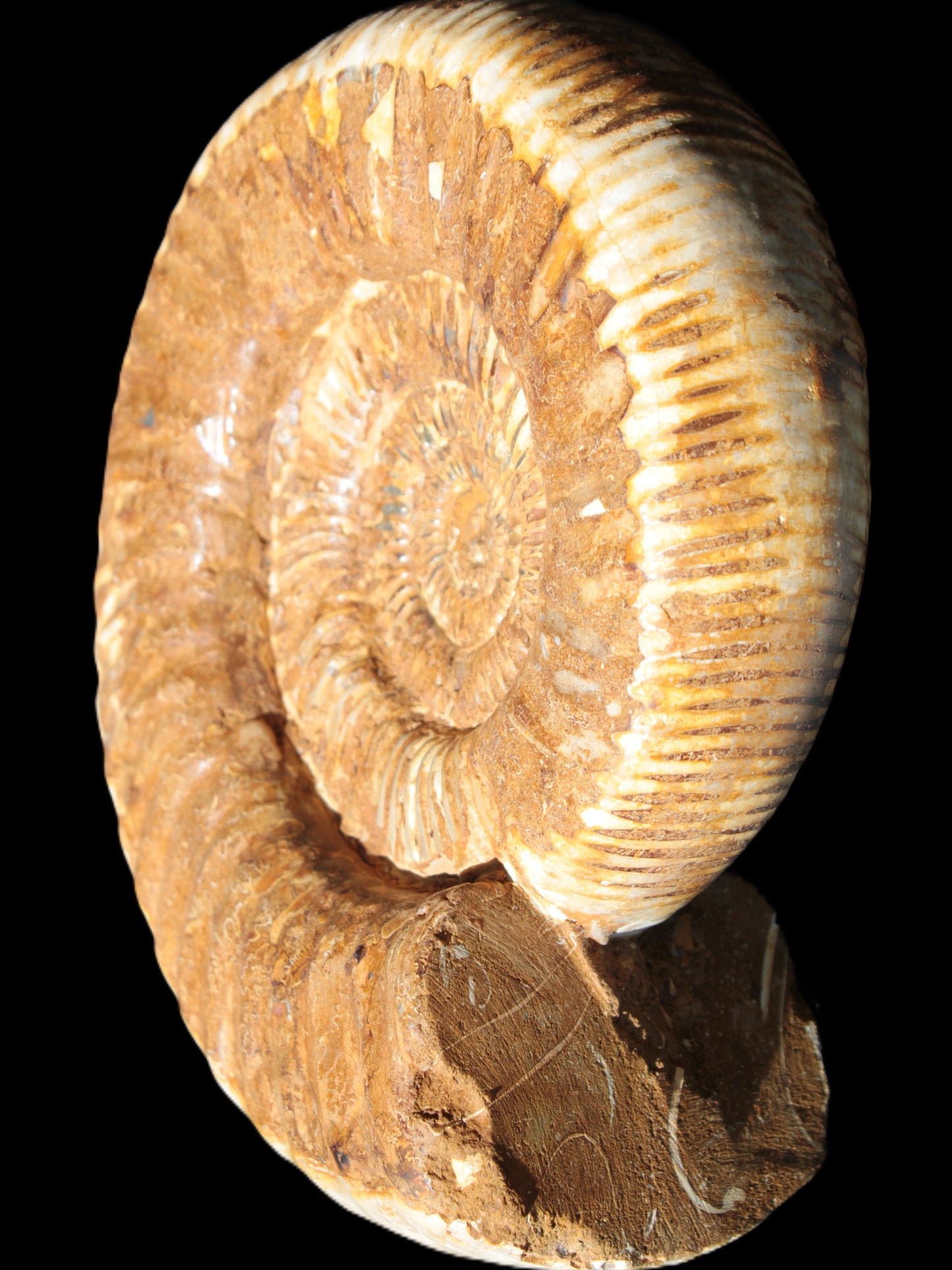 Large Ammonite fossil 169*146*65mm 1660g