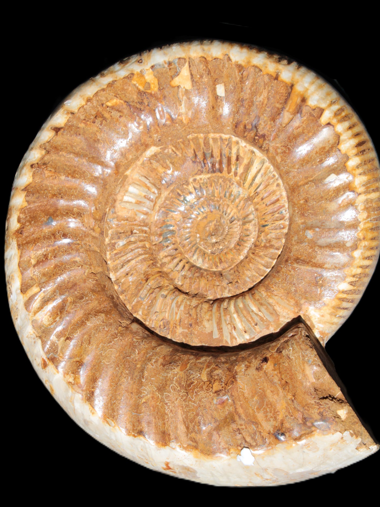 Large Ammonite fossil 169*146*65mm 1660g