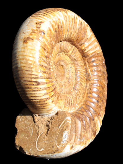 Large Ammonite fossil 169*146*65mm 1660g