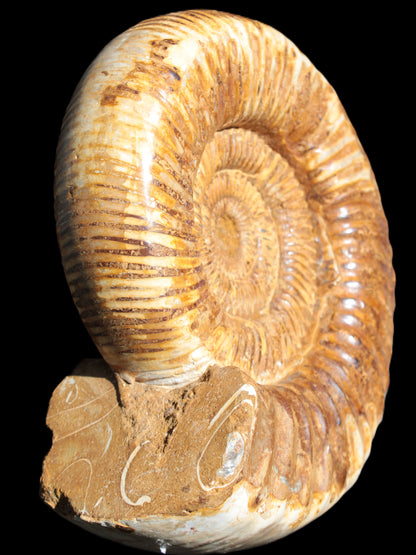 Large Ammonite fossil 169*146*65mm 1660g