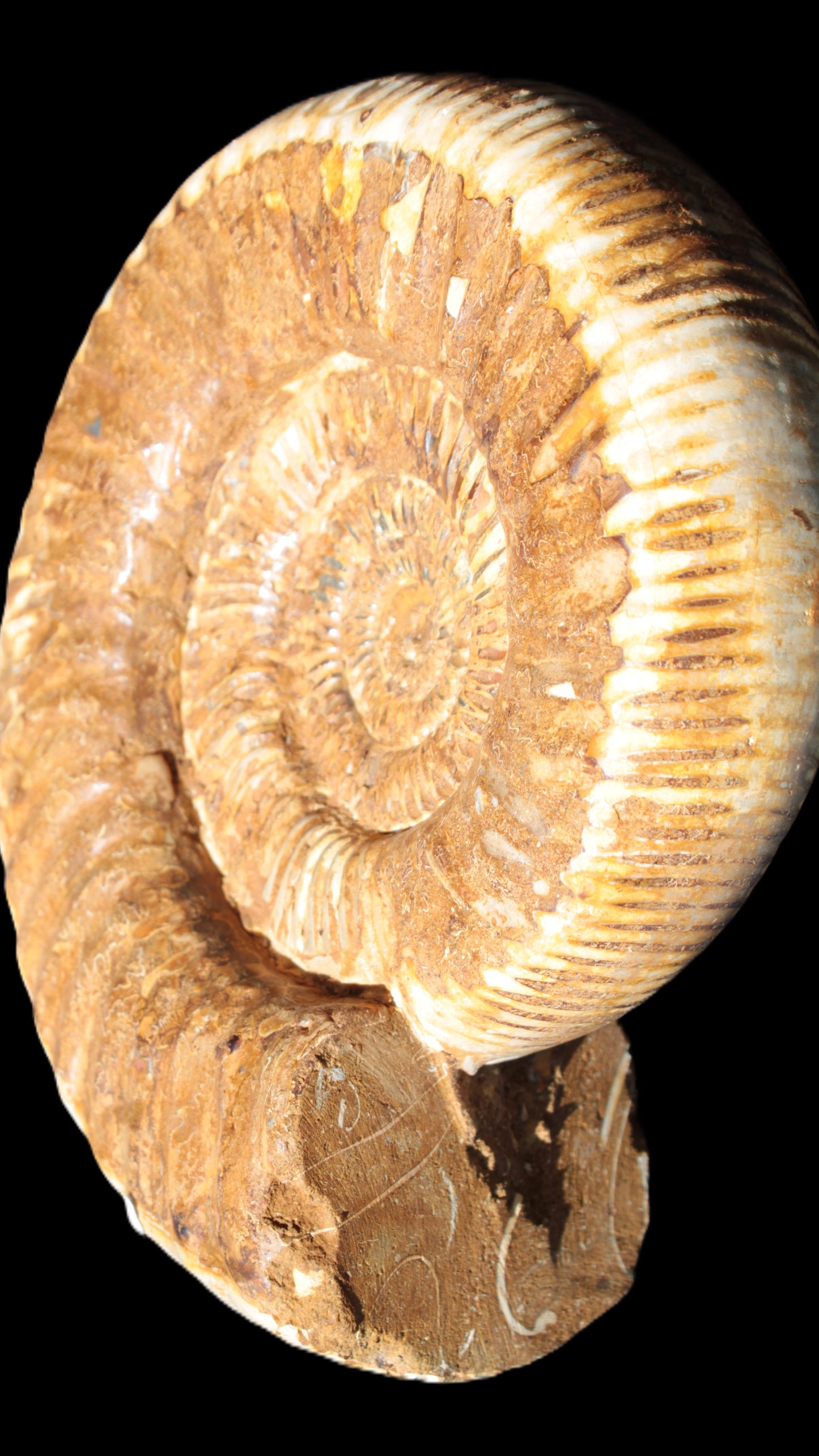 Large Ammonite fossil 169*146*65mm 1660g