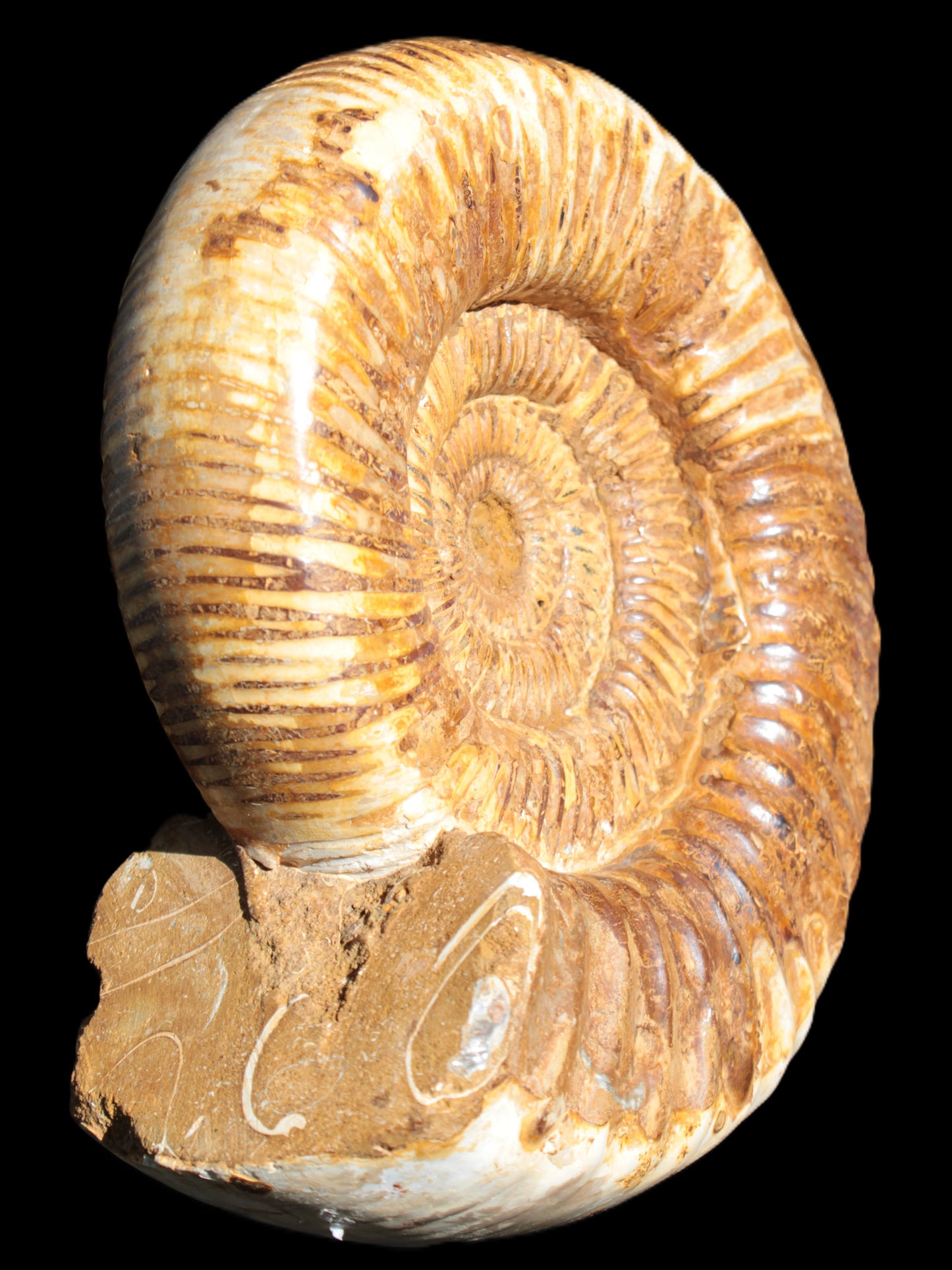 Large Ammonite fossil 169*146*65mm 1660g