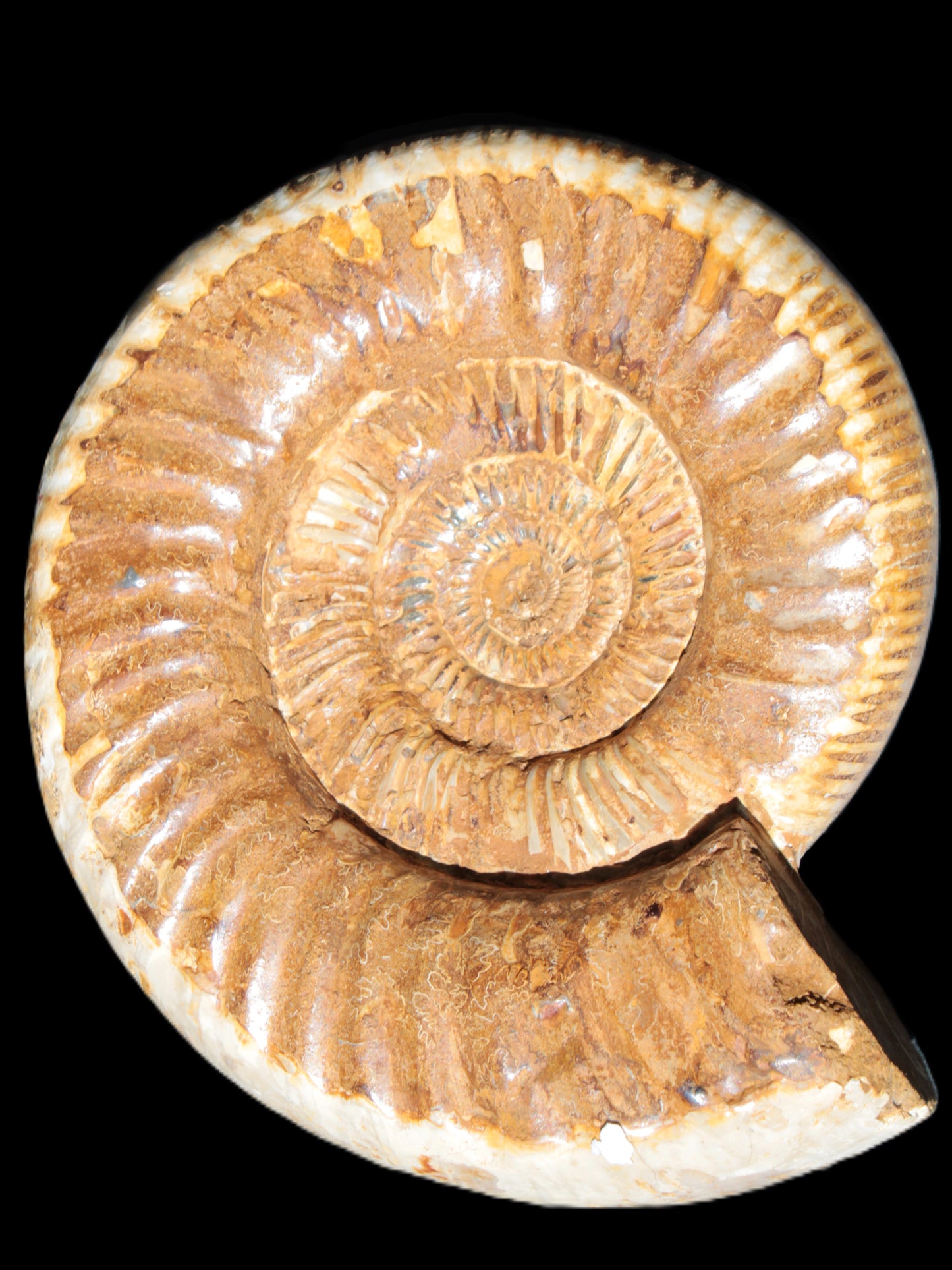 Large Ammonite fossil 169*146*65mm 1660g