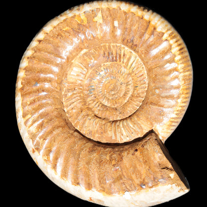 Large Ammonite fossil 169*146*65mm 1660g