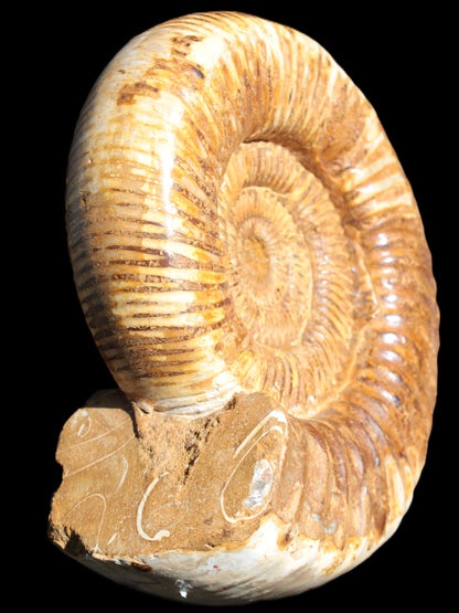 Large Ammonite fossil 169*146*65mm 1660g