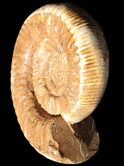 Large Ammonite fossil 169*146*65mm 1660g