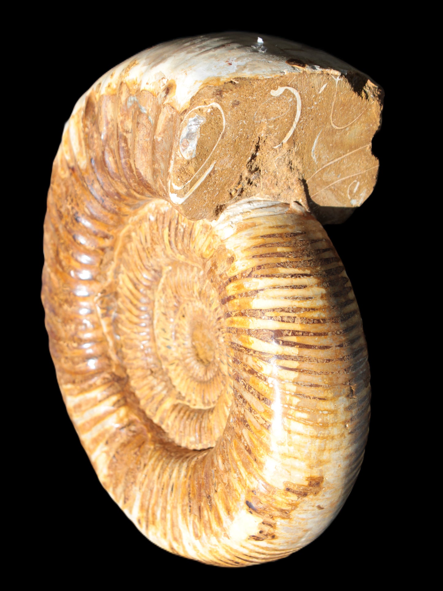 Large Ammonite fossil 169*146*65mm 1660g