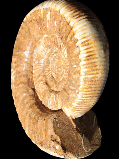 Large Ammonite fossil 169*146*65mm 1660g