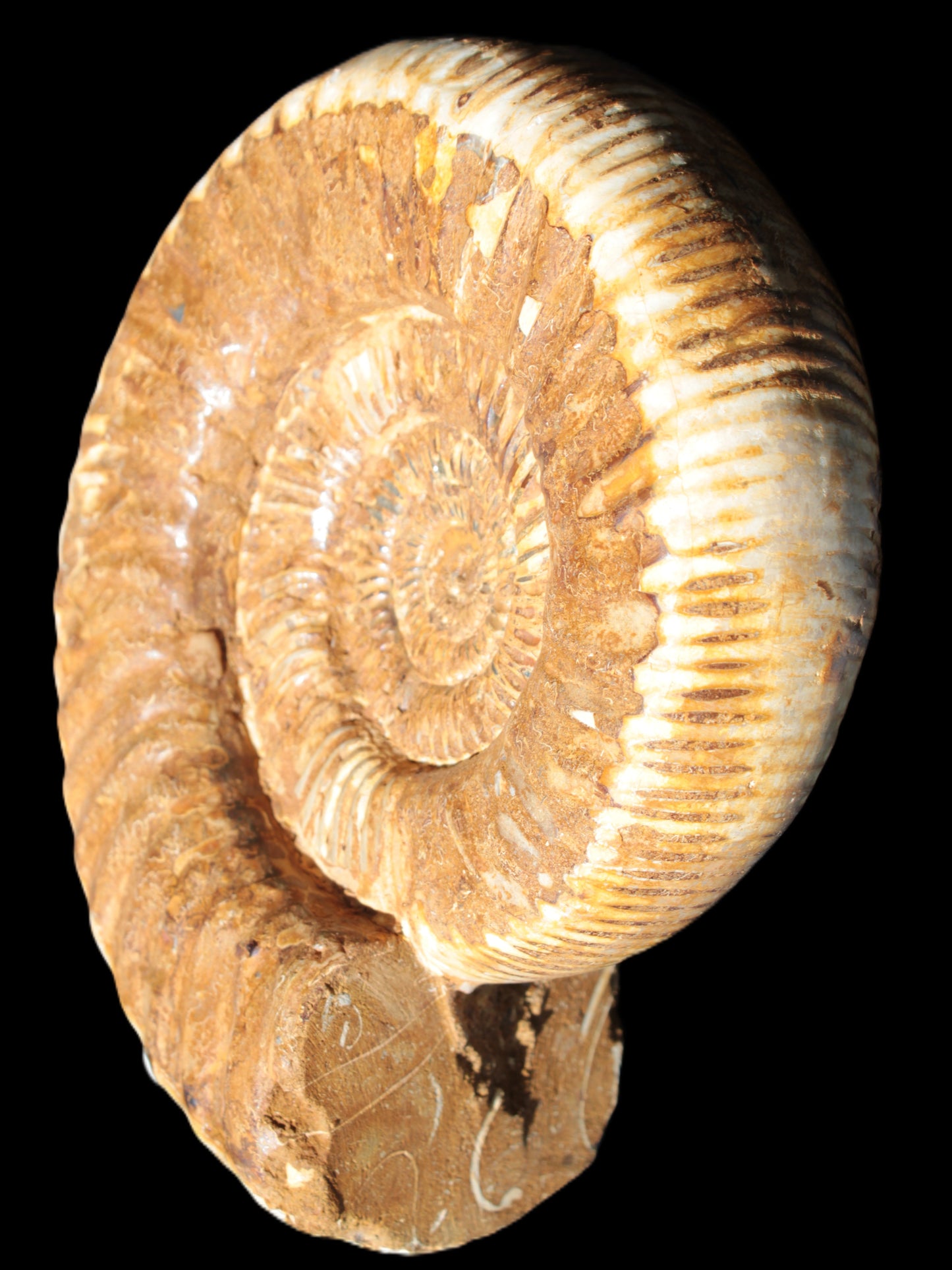 Large Ammonite fossil 169*146*65mm 1660g