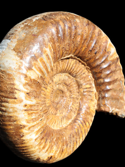 Large Ammonite fossil 169*146*65mm 1660g