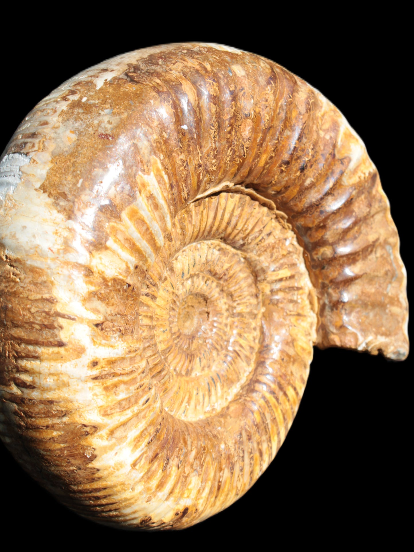 Large Ammonite fossil 169*146*65mm 1660g