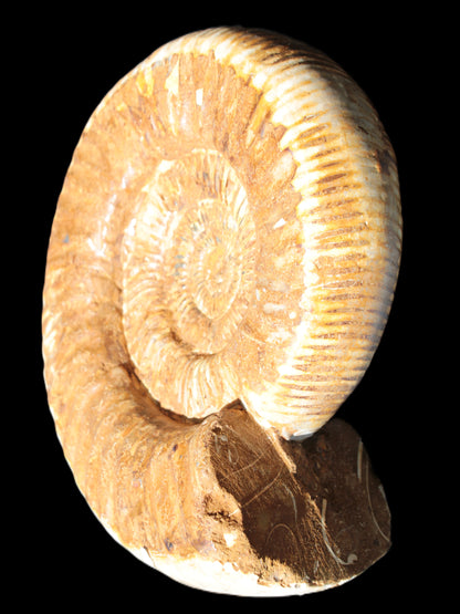 Large Ammonite fossil 169*146*65mm 1660g