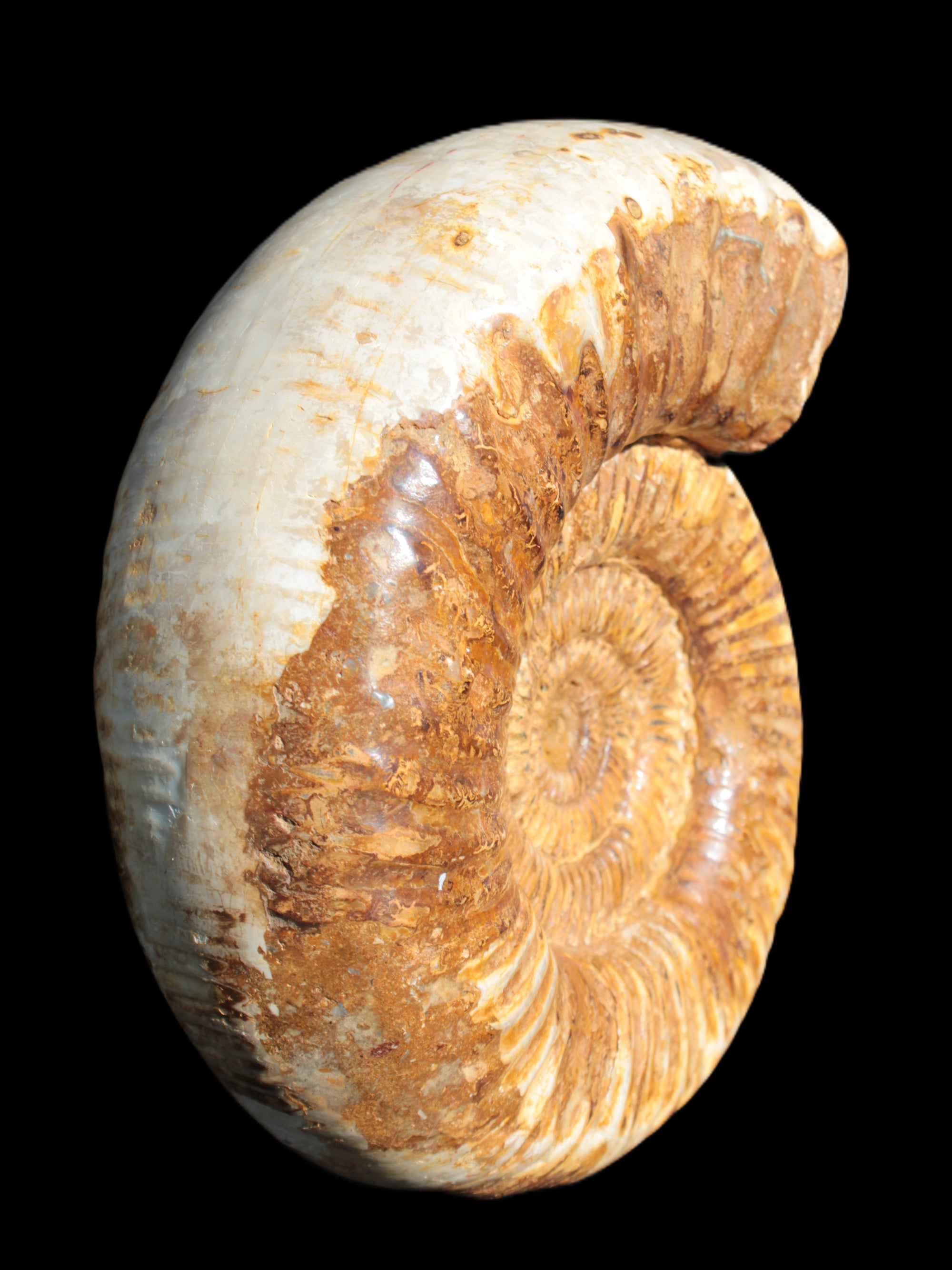 Large Ammonite fossil 169*146*65mm 1660g