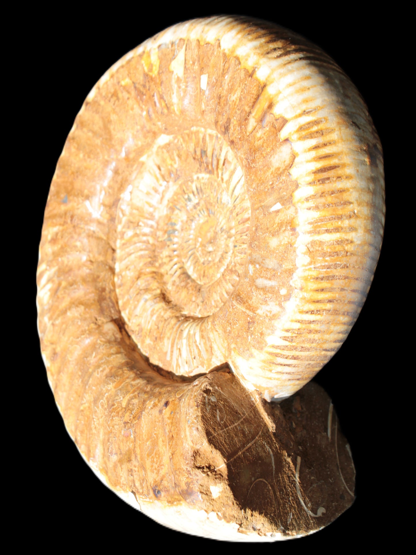 Large Ammonite fossil 169*146*65mm 1660g