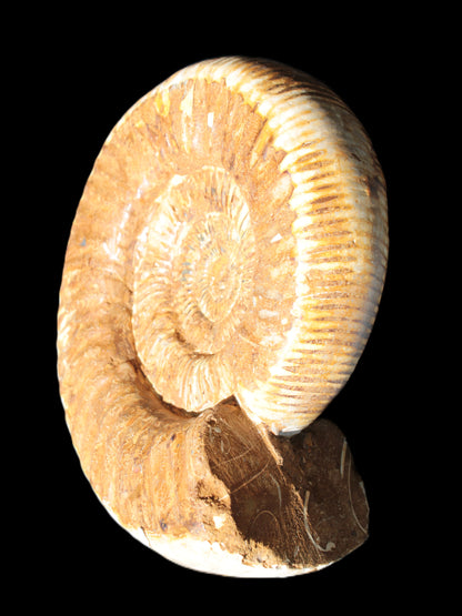 Large Ammonite fossil 169*146*65mm 1660g