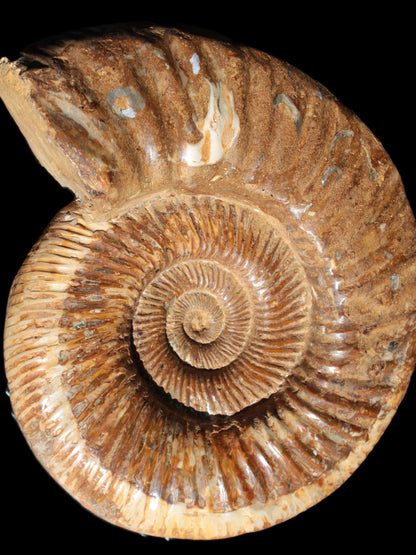 Big Ammonite fossil 190*163*66mm 2200g