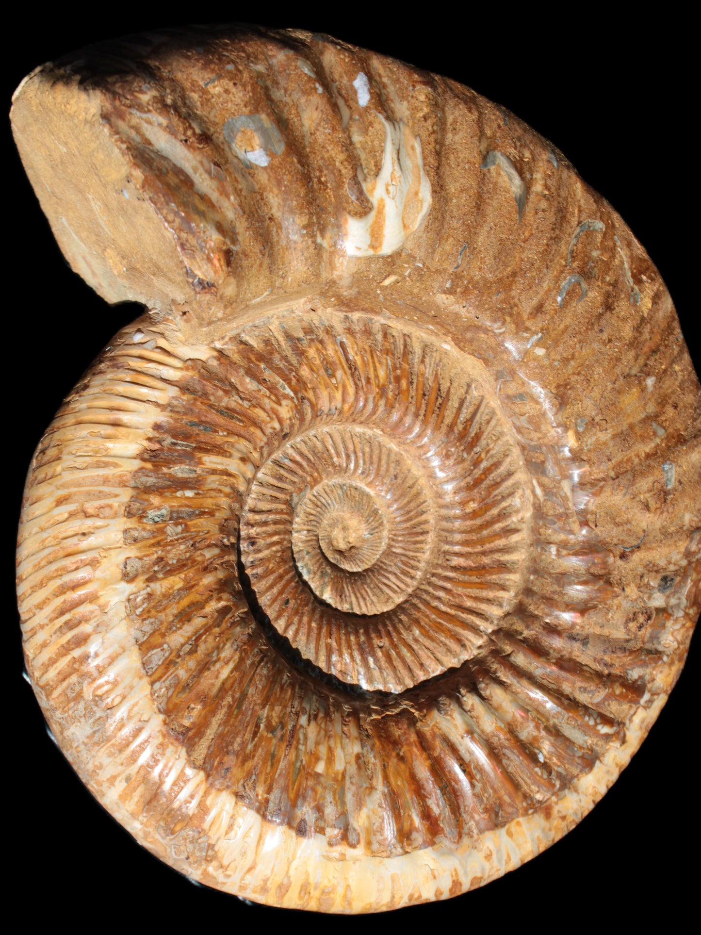 Big Ammonite fossil 190*163*66mm 2200g