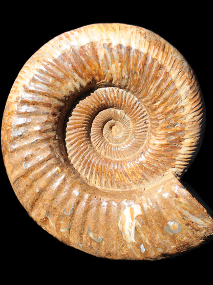 Big Ammonite fossil 190*163*66mm 2200g