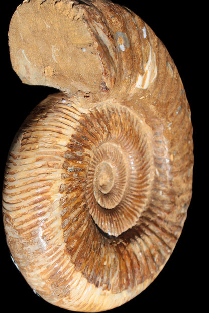 Big Ammonite fossil 190*163*66mm 2200g