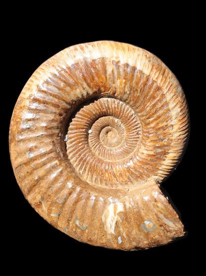 Big Ammonite fossil 190*163*66mm 2200g