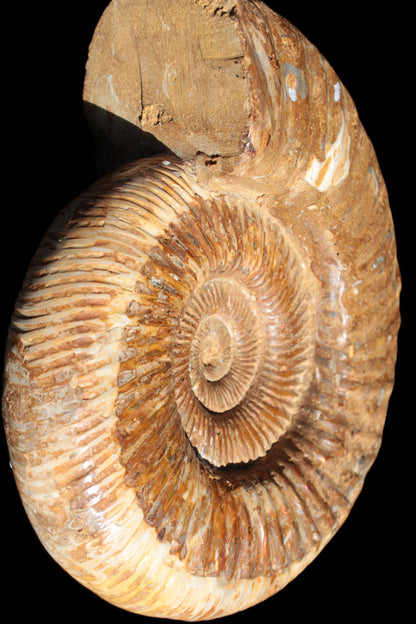 Big Ammonite fossil 190*163*66mm 2200g