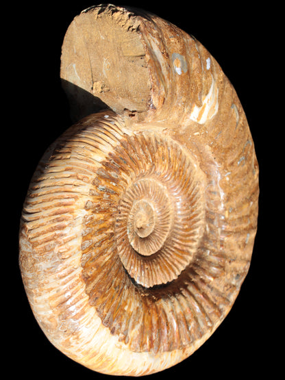 Big Ammonite fossil 190*163*66mm 2200g