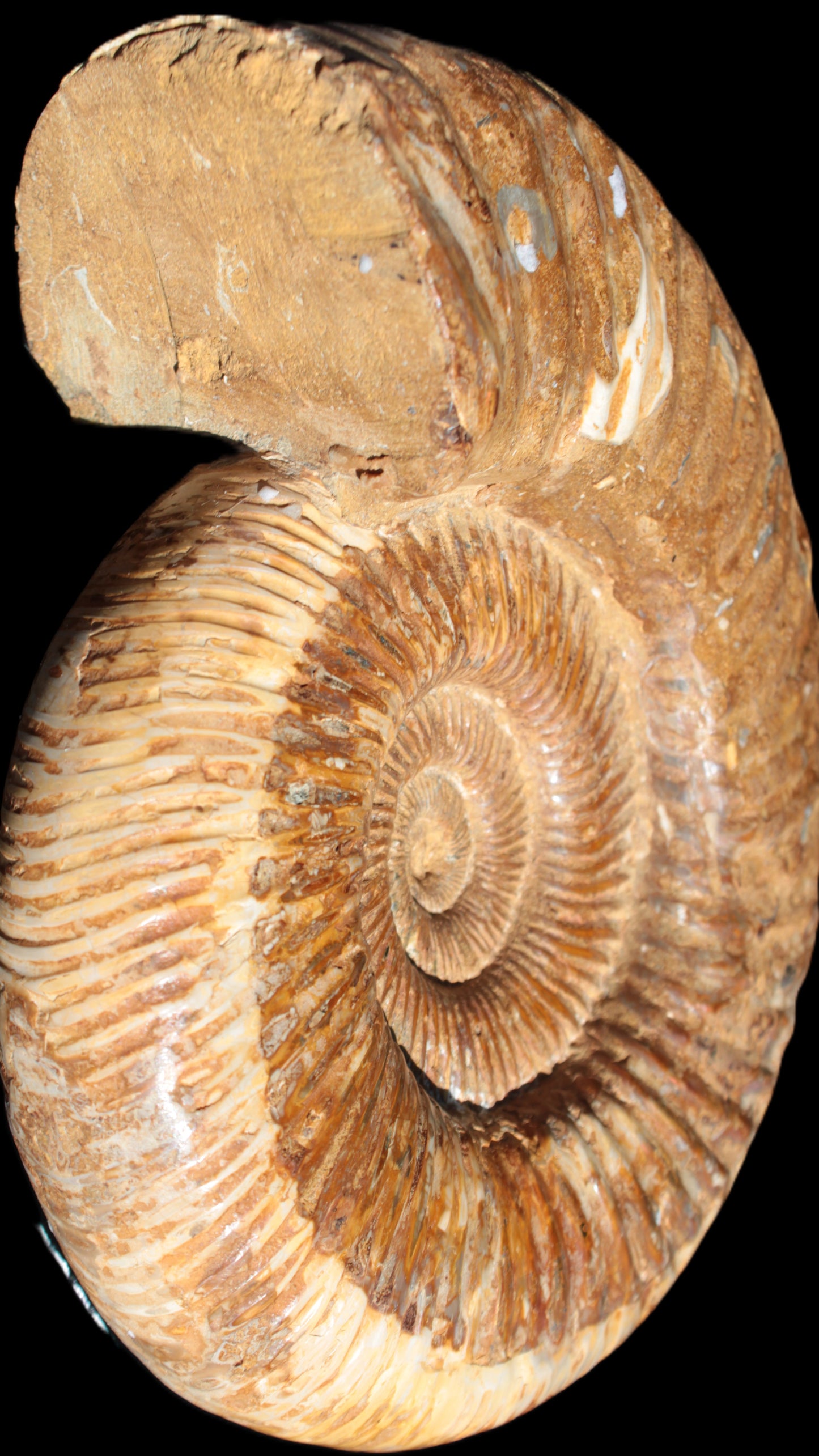 Big Ammonite fossil 190*163*66mm 2200g