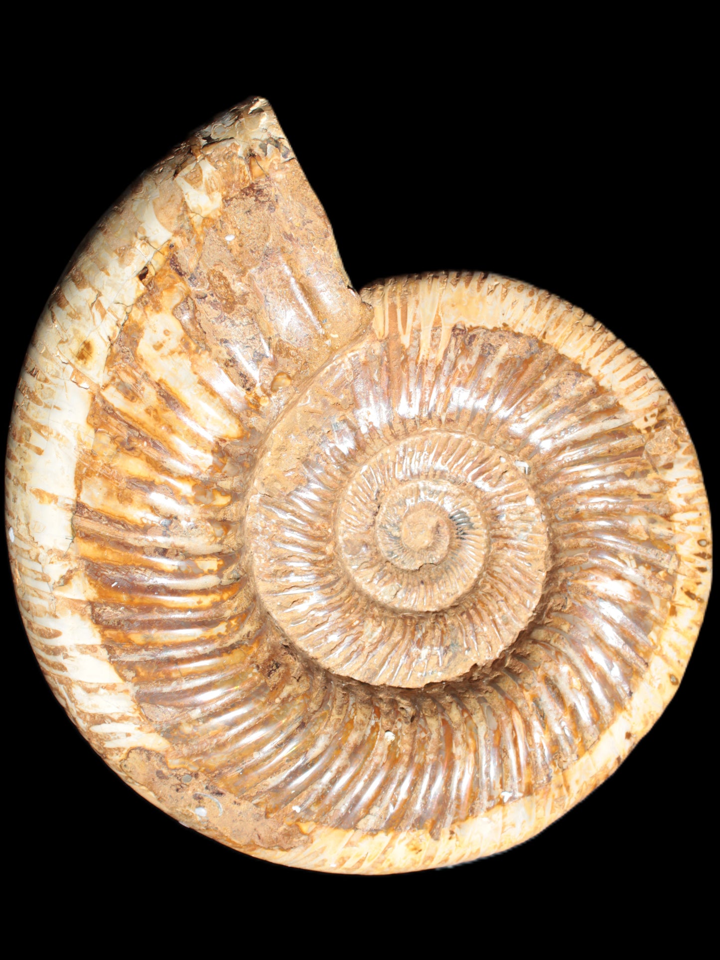 Big Ammonite fossil 190*163*66mm 2200g