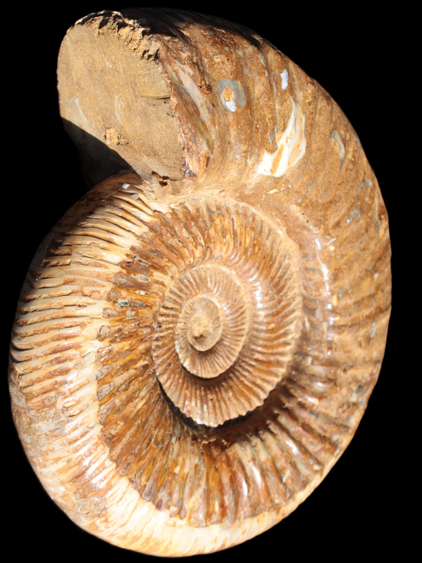 Big Ammonite fossil 190*163*66mm 2200g