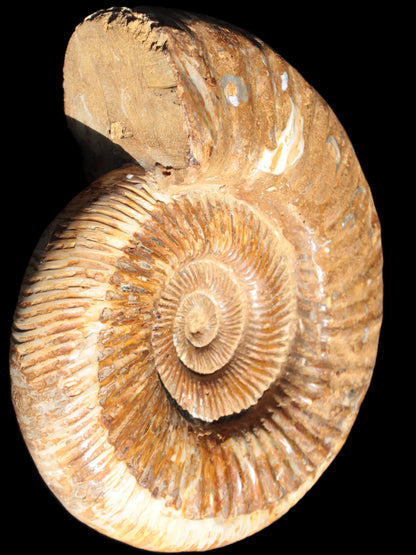 Big Ammonite fossil 190*163*66mm 2200g