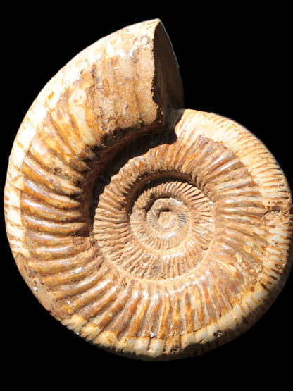 Big Ammonite fossil 190*163*66mm 2200g