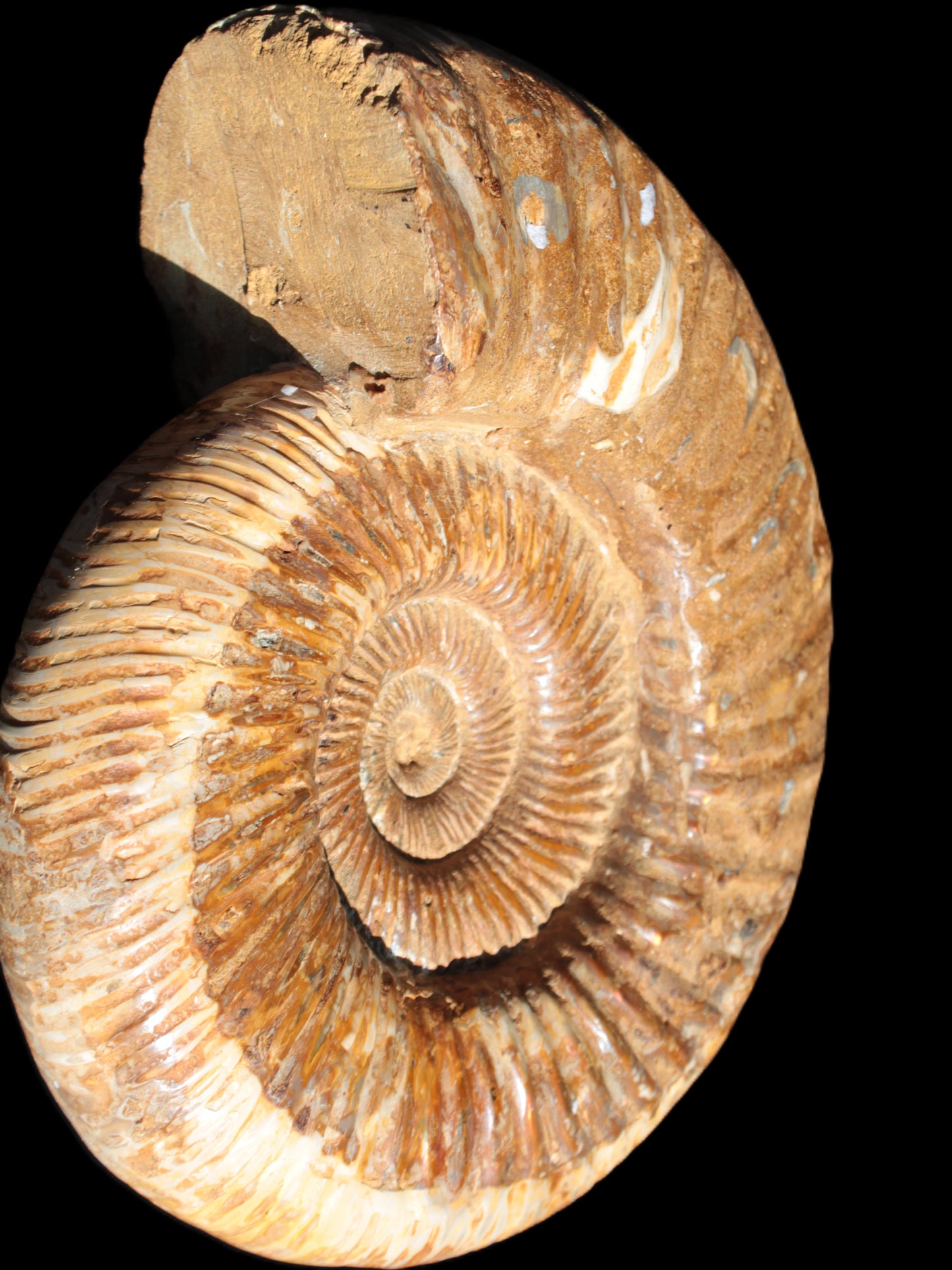 Big Ammonite fossil 190*163*66mm 2200g