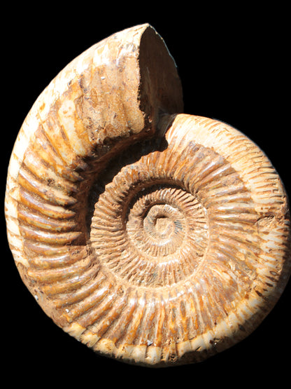 Big Ammonite fossil 190*163*66mm 2200g