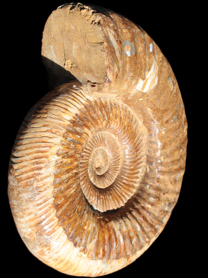 Big Ammonite fossil 190*163*66mm 2200g