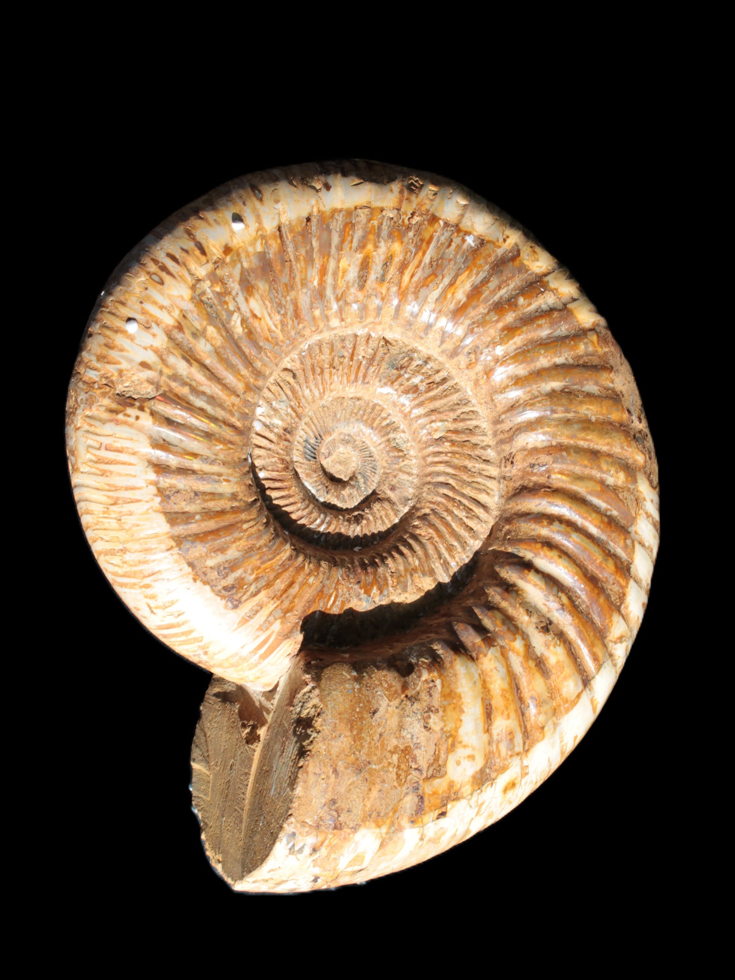 Big Ammonite fossil 190*163*66mm 2200g